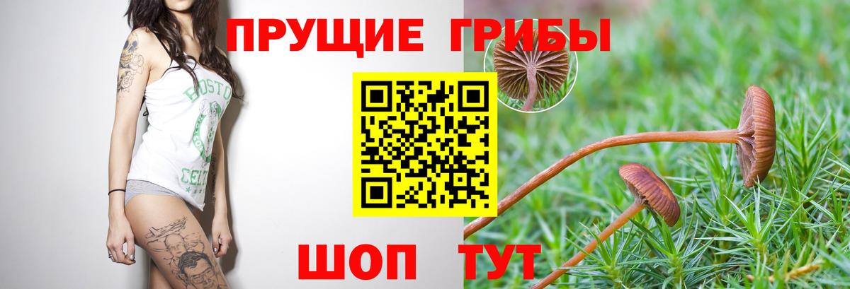 Урус-Мартан  Галлюциногенные грибы GOLDEN TEACHER  Вход с VPN 